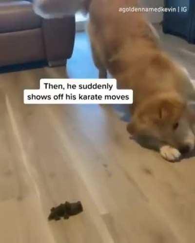 Doggo loves his snack