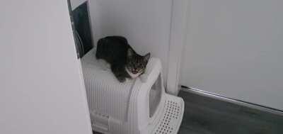 Mochi demands to be fed