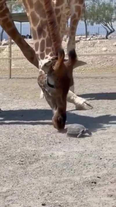 Giraffe lends a hand to a turtle for a quicker stroll