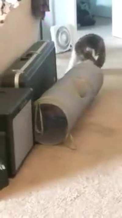 Such form! She’ll be a gymnast one day