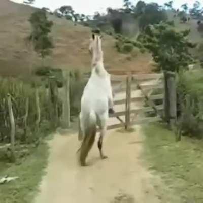 to stop a horse from escaping 