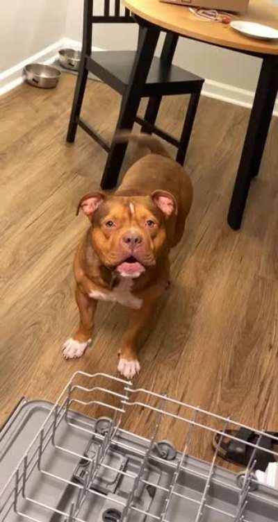 He makes this demonic sound anytime the dishwasher is opened