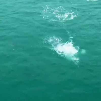 Every family has one clown.