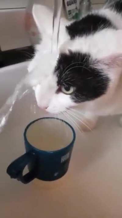 Кот сломался!