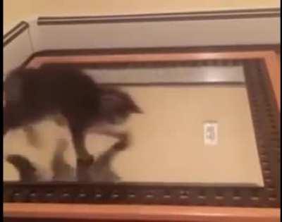 Cat fighting a mirror image of itself