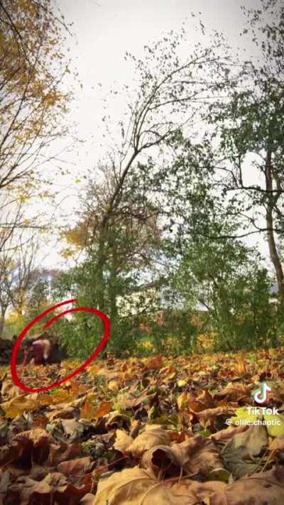 The 'Red Fox Shift' 🫣