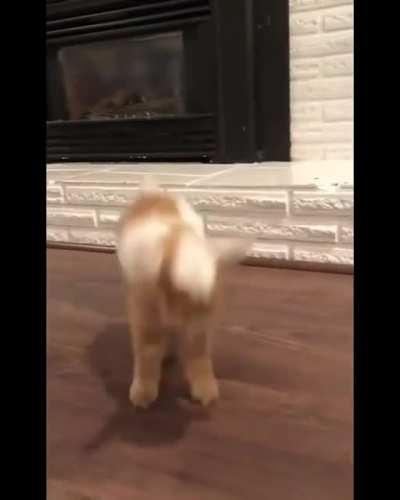 Baby Goat Slammy Whammies