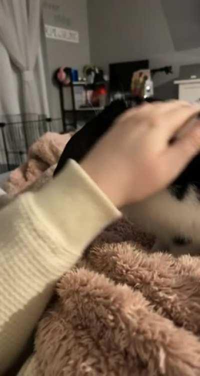 My sweet baby Oswald jumping up to me