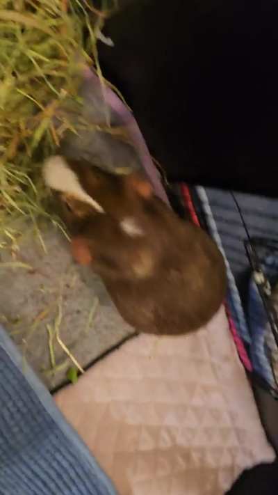 Jake popcorning while I clean out his cage