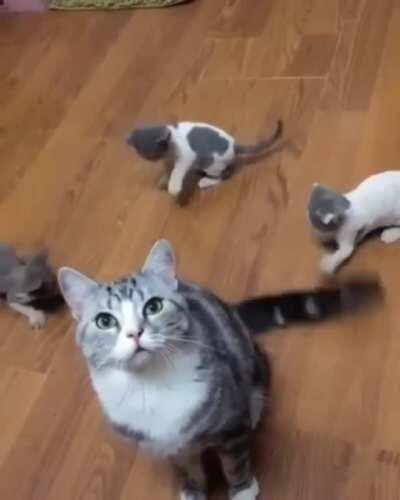 Kittens will play with anything.