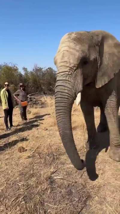 Elephant at a sanctuary knows staff members' names