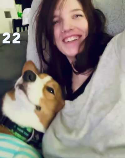 Anyone else’s corgi demand endless kisses?
