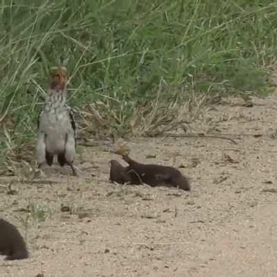 Dwarf mongoose playing dead in front of a hornbill