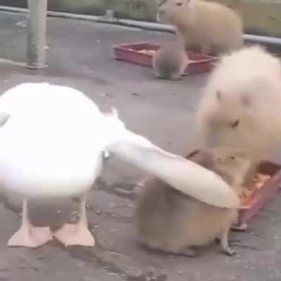 Chad Caypbara won't be eaten