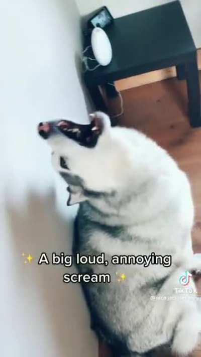 If Jack were a dog he would be a husky! By @nico.jackson.zoey on tiktok