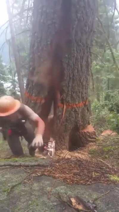 Chopping a tree