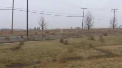 Montana Tumbleweed Migration