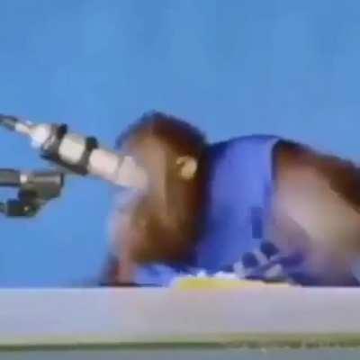 Orangutan dies (144p)