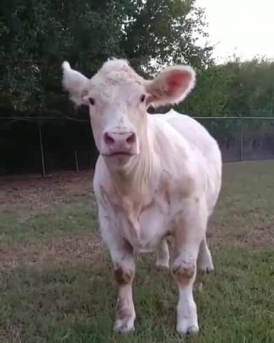 What a beautiful cow 🥰