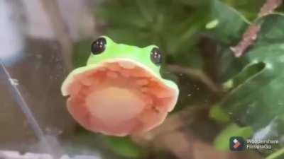 How a tree frog settles down, he’s a suction cup lol