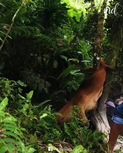 Cow got his head stuck in a tree
