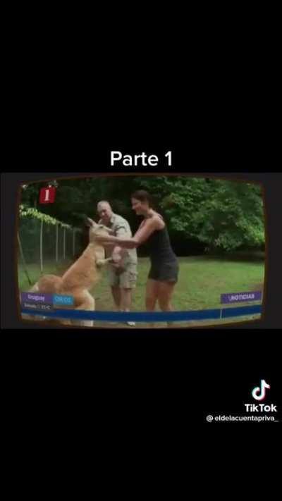 apoyo a los canguros