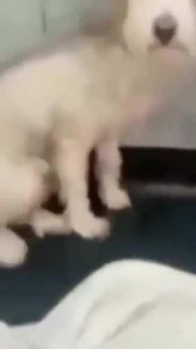 MemesBR - Video #0894