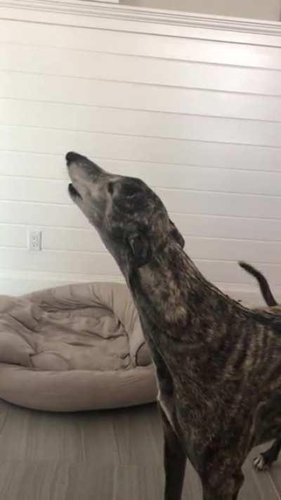 Roo fest. The lazy bum on the ground can’t bother to get up to Roo!