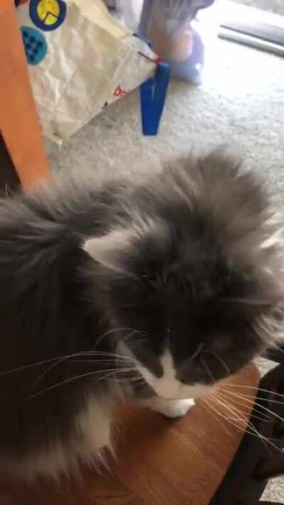 My fluff ball yelling because I’m making breakfast