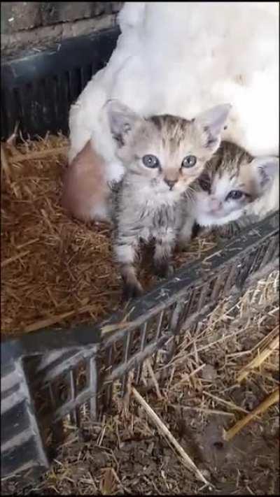 Eu adoro estes vídeos 😍