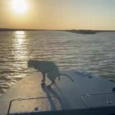 Stunning July sunset... with your dog? way better!!