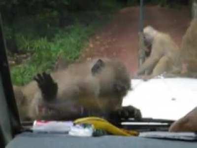 How many licks does it take to get to that banana?