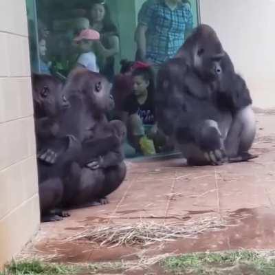 The faces these gorillas make when the rain hits them