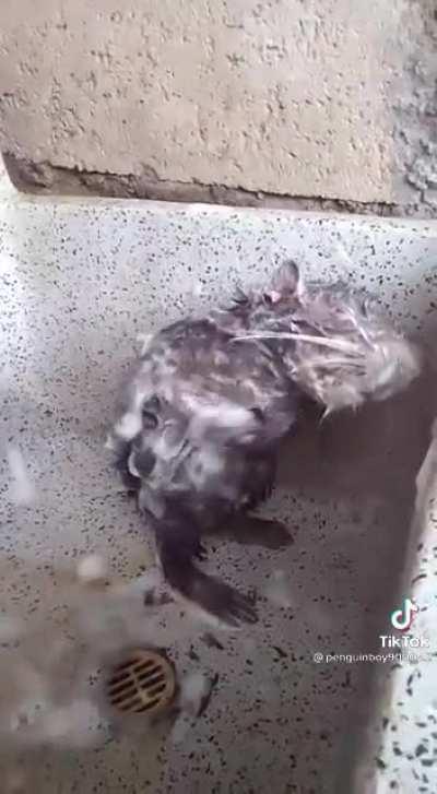 Getting cleaner than some people. Self care is important, no matter the species.