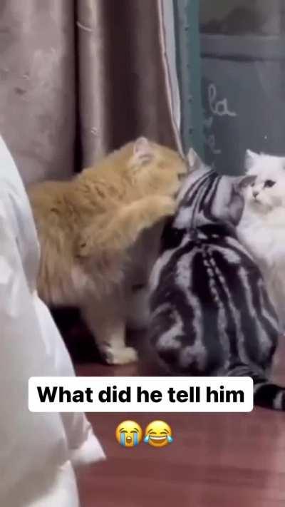 What did he tell him?