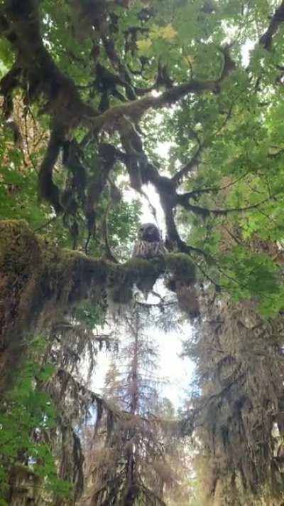 Barred Owl in Hoh Rainforest