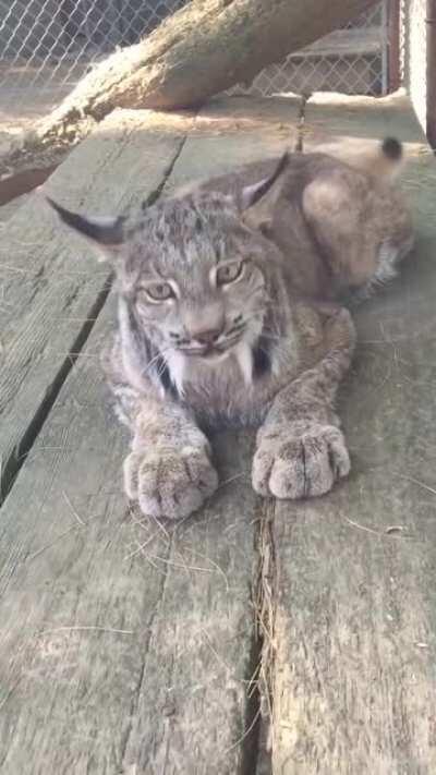 So big, but meows like a kitten