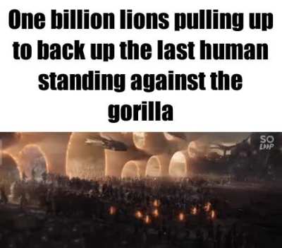 That's a lot of lions