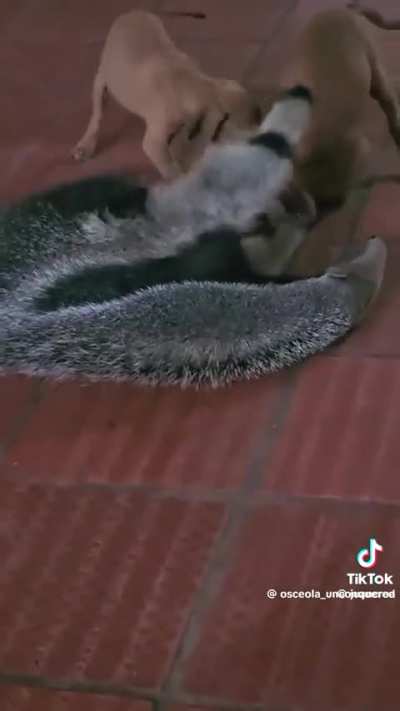 Who knew anteaters were just weird shaped dogs