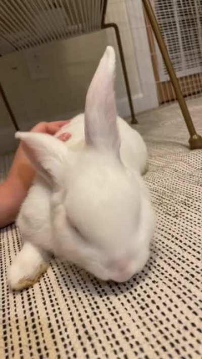 I’ve had her for about a week and we’re already doing pets and she was an angel when I cut her nails. I think I hit the bunny lottery🥲❤️