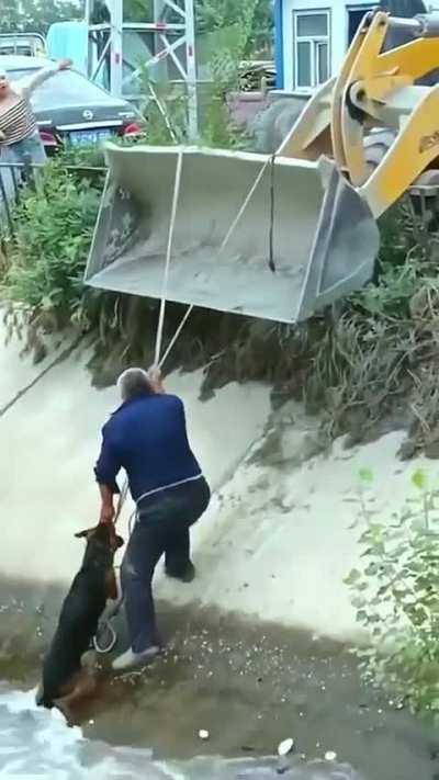locals helping save a dog which was trapped in the floods