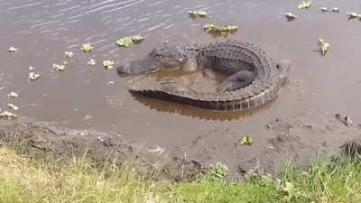 An alligator uses its tail to corral a softshell turtle trying to escape