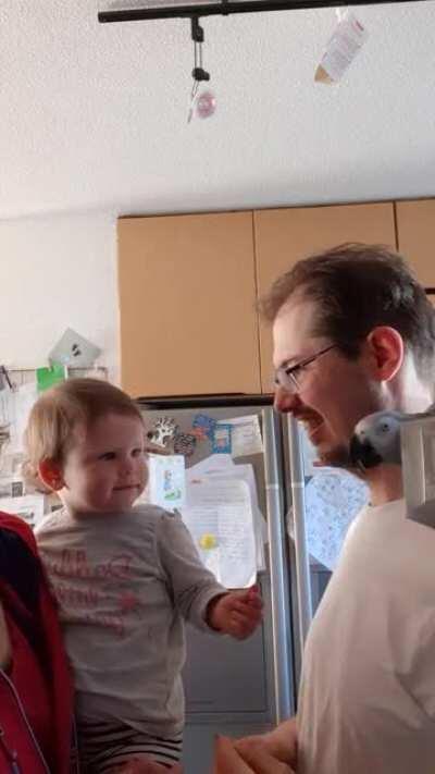 16 moth old giving sun seed to our parrots