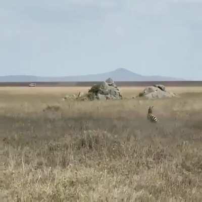 Mother Nature law of survival