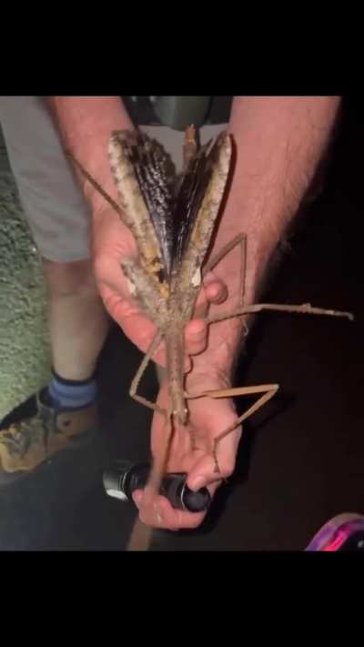 Why does Australia keep spawning new creatures!