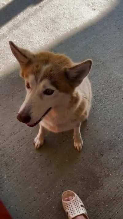 Long time lurker here for good bois and girls so decided today I show you guys my Molly!