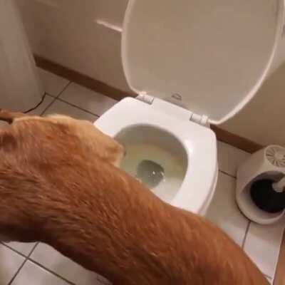 Good boy uses the toilet
