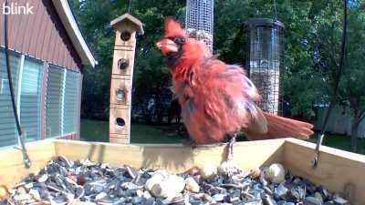 Northern Cardinal singing at feeder cam