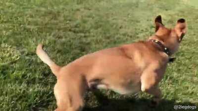 The Best Good Boy With Two Legs