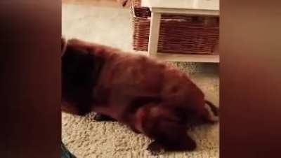 He has too much gas :(